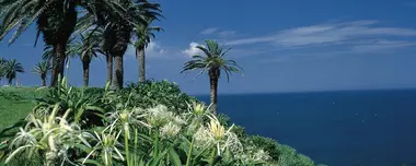 Ambiance surf et palmiers dans la province de Miyazaki