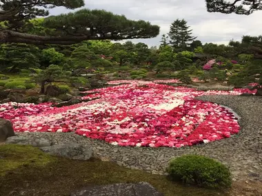 yuushien-pivoines-etang