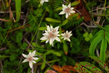 Fleurs alpines des prairies de Wakkanai