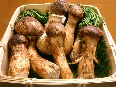 Matsutake mushrooms