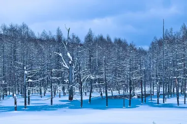 Aoi ike, l'étang bleu de Biei (Hokkaido)