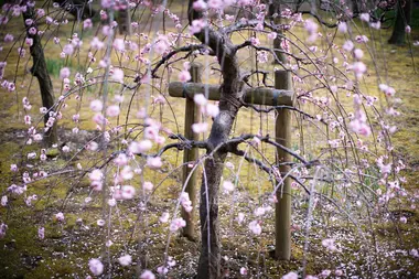 Prunier au Koishikawa Korakuen