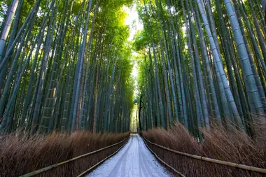 Bambouseraie d'Arashiyama en hiver