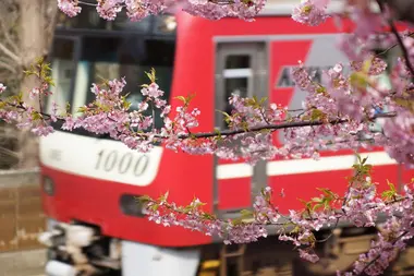 Les fleurs du Kawazu Zakura