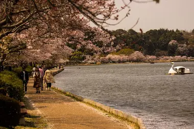 Cerisiers à Ibaraki