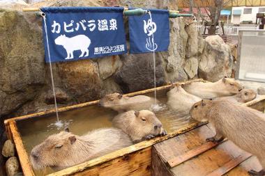 Les capybaras dans leur bain