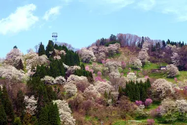 sakura-nitanda-ogawa