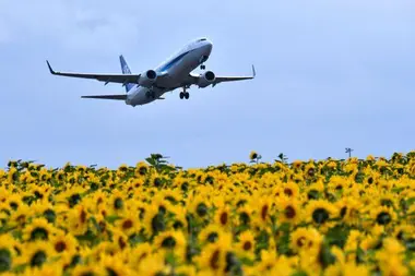 Le champ de tournesols de Ozora-cho et ses avions