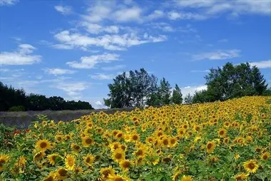 Zerubu no Oka, ses tournesols et ses lavandes