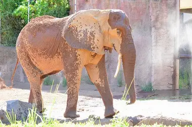 Zoo de Tama