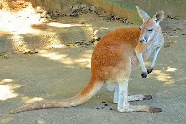 Zoo de Tama