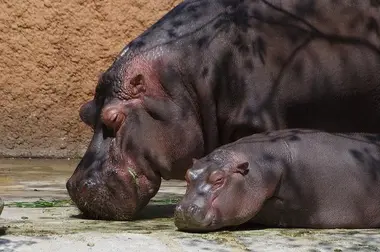 oji zoo