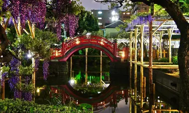 Les illuminations des glycines du Kameido-tenjin 