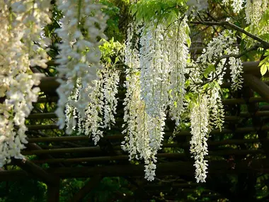 Glycine au Yokosuka Shobu-en