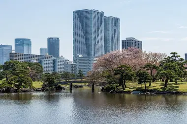 Hama-Rikyu and the cherry blossoms.