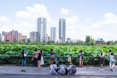 Lotus à l'étang Shinobazu, Ueno