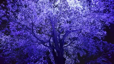 Les cerisiers illuminés de Rikugien