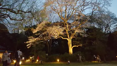 Rikugien sous les sakura