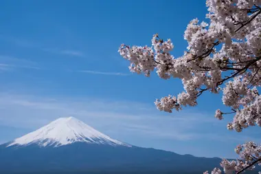 Mont Fuji et cerisiers en fleurs