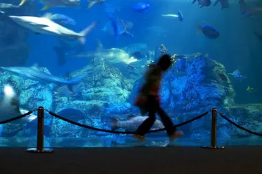 Umitamago aquarium , Oita 