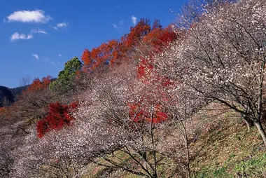 Le parc Sakurayama