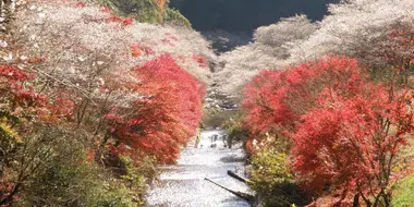 Obara Fureai park, between sakura and momiji