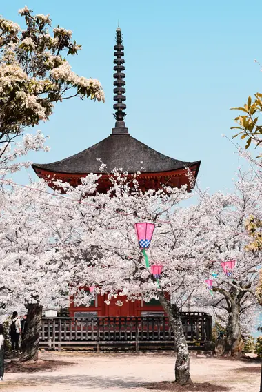 Cerezos en flor en Japón