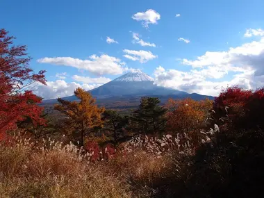 forêt d'Aokigahara