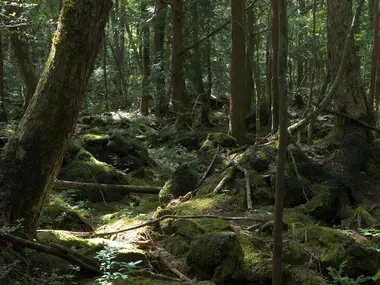 Aokigahara forest