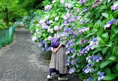 Les allées du temples Takahata se parent de violet à Hino