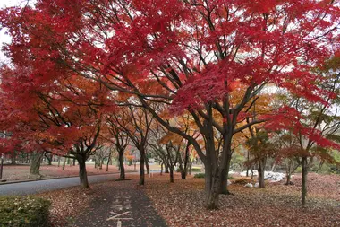 Yoyogi_Koen en automne