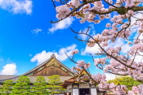 Nijo castle during cherry blossom - Spring in Kyoto