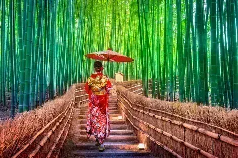 Bambushain in Arashiyama: berühmte touristische Stätte in Kyoto