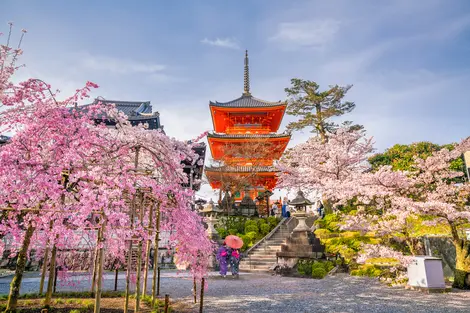 Tempio di Kiyomizu dera a Kyoto durante la fioritura dei ciliegi - sakura