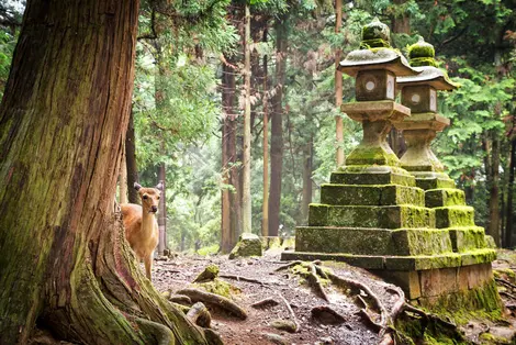 Nara Sika deers are sacred, and protected as National Treasures.