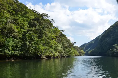 L'isola di Iriomote è uno degli ultimi paradisi selvaggi del Giappone