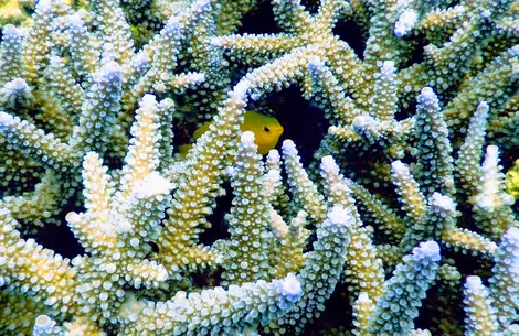 La isla Ishigaki, en el archipiélago de Okinawa, es uno de los lugares para bucear más espectaculares de Japón