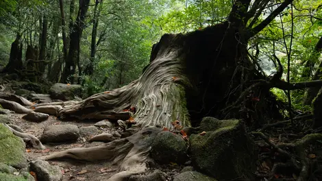 Die Insel Yakushima ist die Heimat einer sehr dichten und wilden Natur