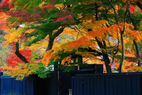 Feuilles d'automne dans le quartier des samourais de Kakunodate