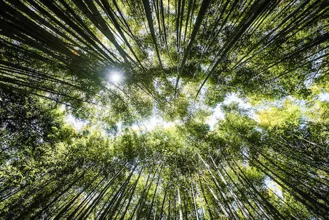 Bambushain in Arashiyama: berühmte touristische Stätte in Kyoto