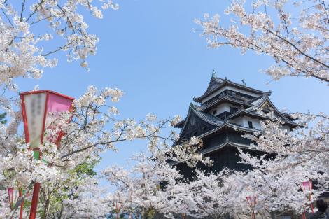 Die feudale Burg von Matsue zur Zeit der Kirschblüten (Sakura)