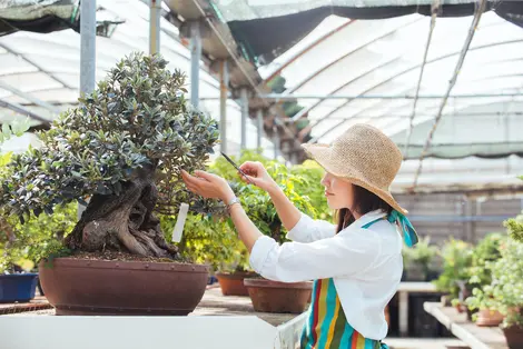 Takamatsu konzentriert fast 80% der japanischen Bonsai-Produktion