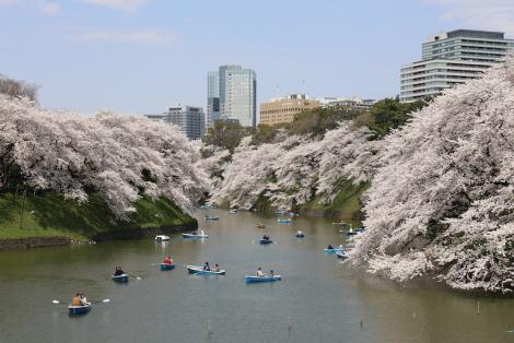 Kirschblüte (Sakura) in Tokio