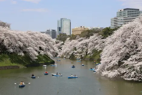 Kirschblüte (Sakura) in Tokio