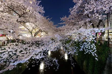 Cerisiers en fleurs "Sakura" quartier de Meguro, Tokyo