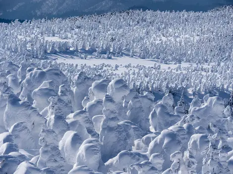 Natürliches Schneemonster in Zao Onsen, Tohoku, Japan