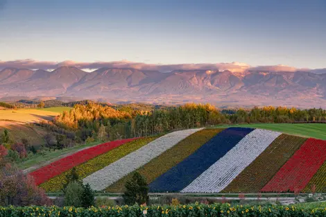 Furano flower fields with Daisetsuzan-Nationalpark mountains