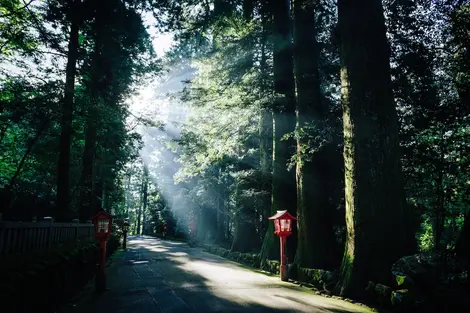 Komorebi : lumière qui filtre dans les arbres à Hakone Mont Fuji, sur l'ancienne route du Tokaido