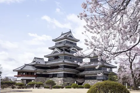 Matsumoto Castle in Matsumoto city in the heart of Japan Alps during cherry blossom (sakura)