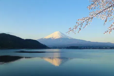 Monte Fuji durante los cerezos en flor (Sakura)